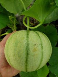 Kantaloupmeloen suikermeloen 'Stellio F1', Cucumis melo