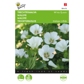 Malope trifida 'White Queen', Trechtermalva