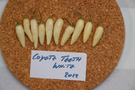 Peper 'Coyote Zan White', Capsicum chinense