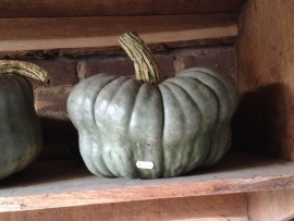 Pompoen 'Queensland Blue', Cucurbita maxima