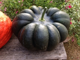 Pompoen 'Muscat de Provence', Cucurbita moschata