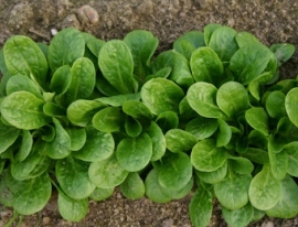 Veldsla 'Vit', Valerianella locusta Biologisch (voorlopig niet leverbaar)