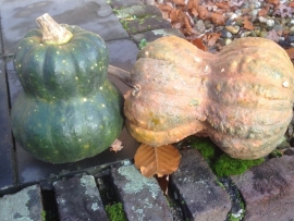 Butternut flespompoen 'Shishigatani', Cucurbita moschata