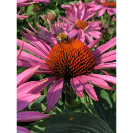 Echinacea purpurea, Zonnehoed Rudbeckia