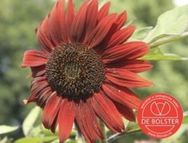 Helianthus annuus middel rood, Zonnebloem Biologisch