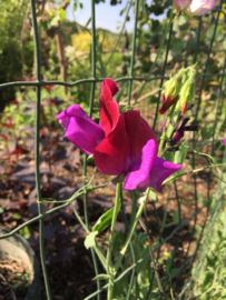 Lathyrus odoratus 'Cupani', Siererwt