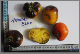 Vleestomaat 'Ananas Blue', Solanum lycopersicum