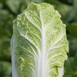 Chinese kool 'Emiko F1', Brassica rapa var. pekinensis Biologisch