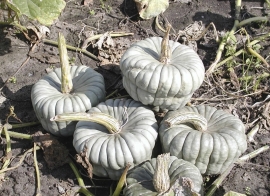 Pompoen 'Queensland Blue', Cucurbita maxima