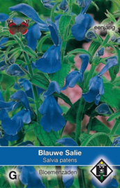 Salvia patens, Blauwe Salie (voorlopig niet leverbaar)