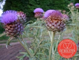 Kardoen, Cynara cardunculus Biologisch