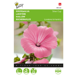 Lavatera trimestris 'Silver Cup', Lavatera Bekermalva