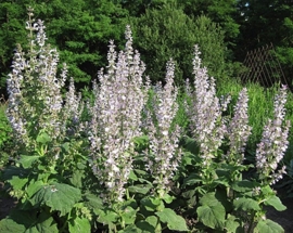 Salvia sclarea, scharlei Biologisch