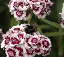 Dianthus barbatus gemengd, duizendschoon Biologisch