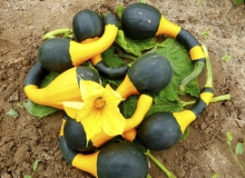 Pompoen kalebas 'Koshare Spoon', Cucurbita pepo