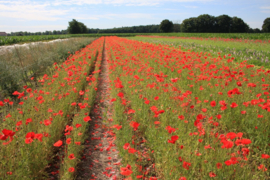 Papaver rhoeas, Gewone Klaproos Biologisch (voorlopig niet leverbaar)