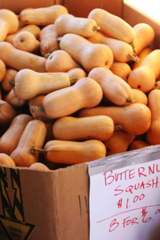 Butternut flespompoen 'Butterscotch F1', Cucurbita moschata