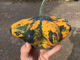 Patisson 'Glow F1', Cucurbita pepo