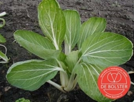 Paksoi 'Taisai', Brassica rapa var. chinensis Biologisch