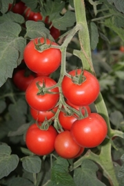 Tomaat 'Bolstar Granda', Solanum lycopersicum L. Biologisch