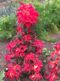 Amaranthus gangeticus 'Garden Select', Bladamarant driekleur