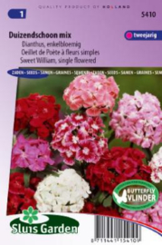 Dianthus barbatus enkelbloemig mix, Duizendschoon