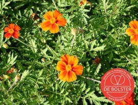 Tagetes patula, Afrikaantje wild Biologisch