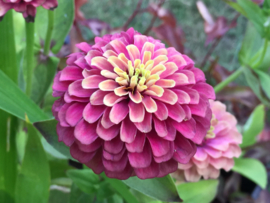 Zinnia elegans 'Queeny Red Lime', Zinna