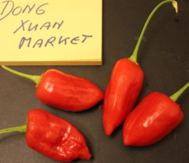 Peper 'Dong Xuan Market', Capsicum baccatum