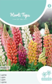 Lupinus polyphyllus 'Minarette', Lage Lupine