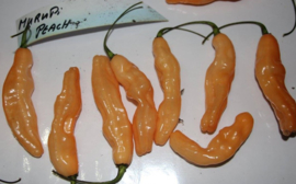 Peper 'Murupi Peach F3', Capsicum chinense