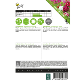 Dianthus barbatus enkelbloemig mix, Duizendschoon