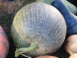 Pompoen 'Rainbow', Cucurbita maxima