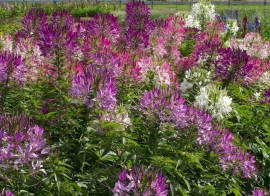 Cleome spinosa 'Colour Fountain', Kattesnor