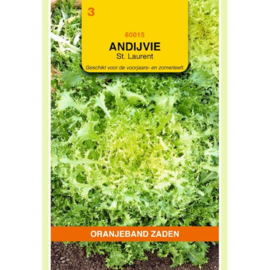 Andijvie (krul) 'St. Laurent', Cichorium endiva crispa