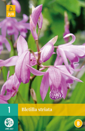 Bletilla striata - Japanse orchis
