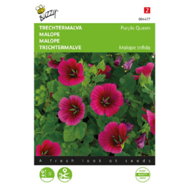 Malope trifida 'Purple Queen', Trechtermalva