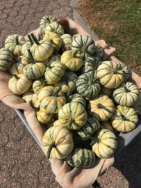 Pompoen delicata 'Lil'Pump-ke-mon', Cucurbita pepo