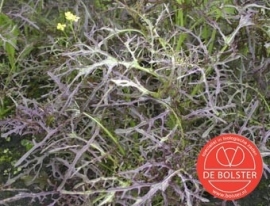 Bladmosterd 'Purple Frills', Brassica juncea var. rugosa Biologisch