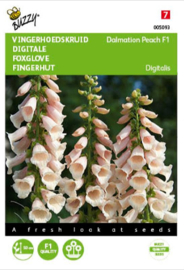 Digitalis purpurea 'Dalmation Peach F1', Vingerhoedskruid