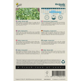 Andijvie 'Nummer Vijf 2', Cichorium endiva Biologisch