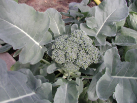 Broccoli 'Groene Calabrese', Brassica oleracea var. cymosa Biologisch