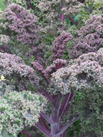 Boerenkool rode 'Redbor F1', Brassica oleracea var. laciniata