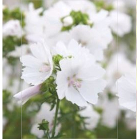 Malva moschata 'Alba', Muskuskaasjeskruid
