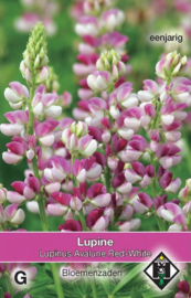 Lupinus hartwegii 'Avalune Red-white', Lupine