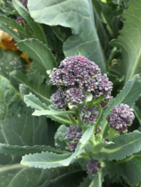 Broccoli roosjes sprouting 'Summer Purple', Brassica oleracea var. cymosa