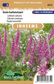 Lythrum salicaria, Grote Kattenstaart