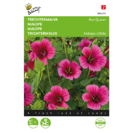 Malope trifida 'Red Queen', Trechtermalva