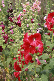 Alcea rosea gemengd, Stokroos Biologisch (voorlopig njet oeverbaar)