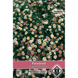 Erigeron karvinskianus 'Profusion', Fijnstraal